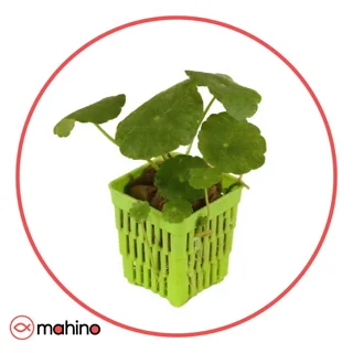 گیاه آکواریومی نیلوفری پایدار