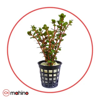 گیاه آکواریومی روتالا ایندیکا رد