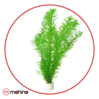گیاه آکواریومی دم گربه ای
