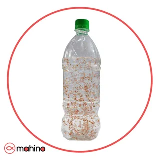 آرتمیا زنده بطری یک لیتری