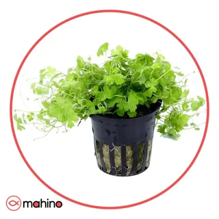 گیاه آکواریومی هیدروکوتایل