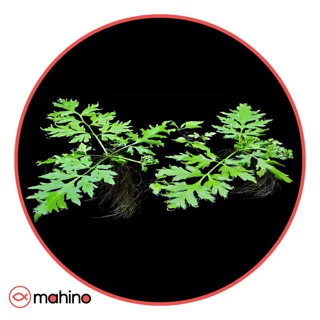 گیاه آکواریومی سراتوپتریس