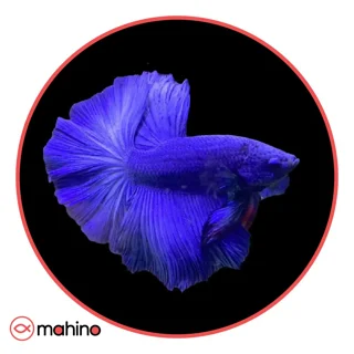 ماهی فایتر هافمون آبی گرید A وارداتی