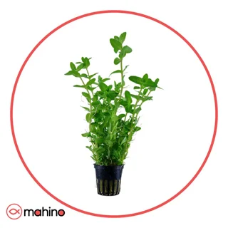 گیاه آکواریومی باکوپا کارولینیا