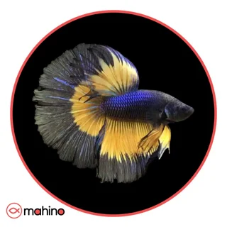 ماهی فایتر هافمون موستارد گاز گرید A وارداتی