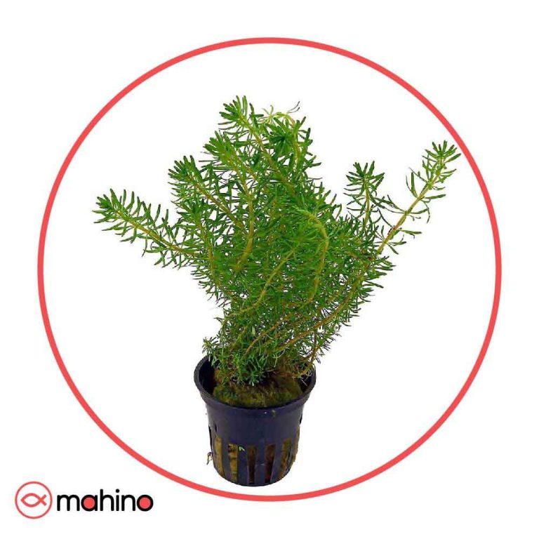 گیاه آکواریومی روتالا والیچی