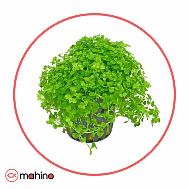 گیاه آکواریومی مونت کارلو