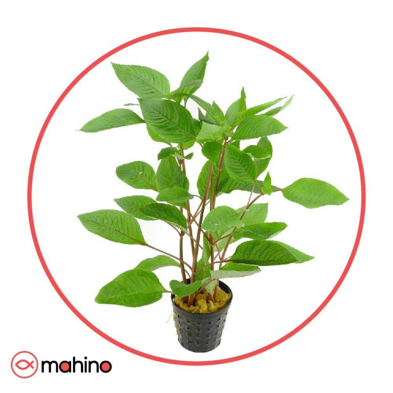 گیاه آکواریومی هایگروفیلا اسپیشز (سیبی پا بلند)
