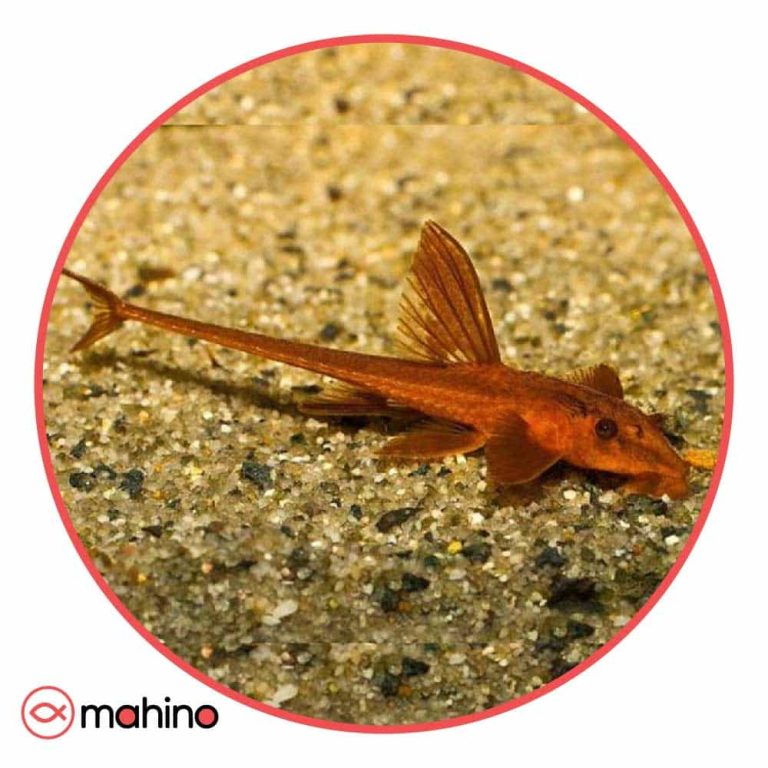 ماهی کت رد لیزارد