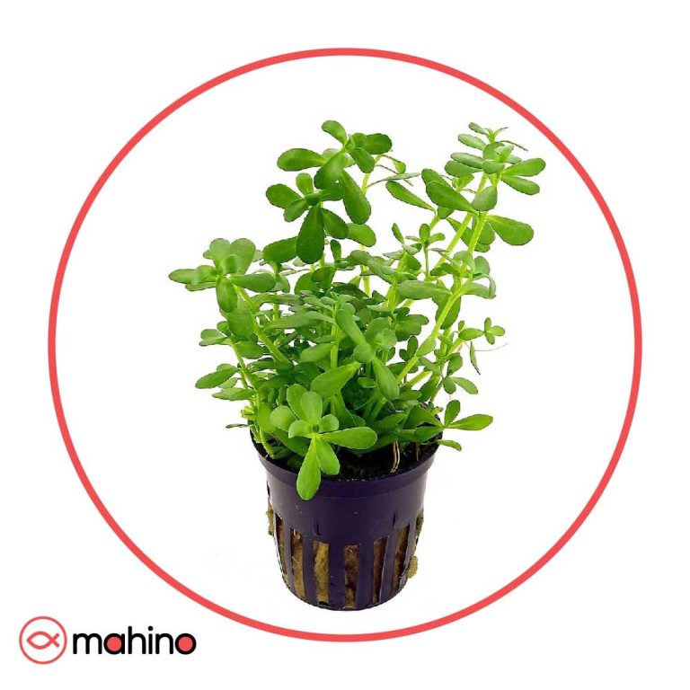 گیاه آکواریومی باکوپا کامپکت