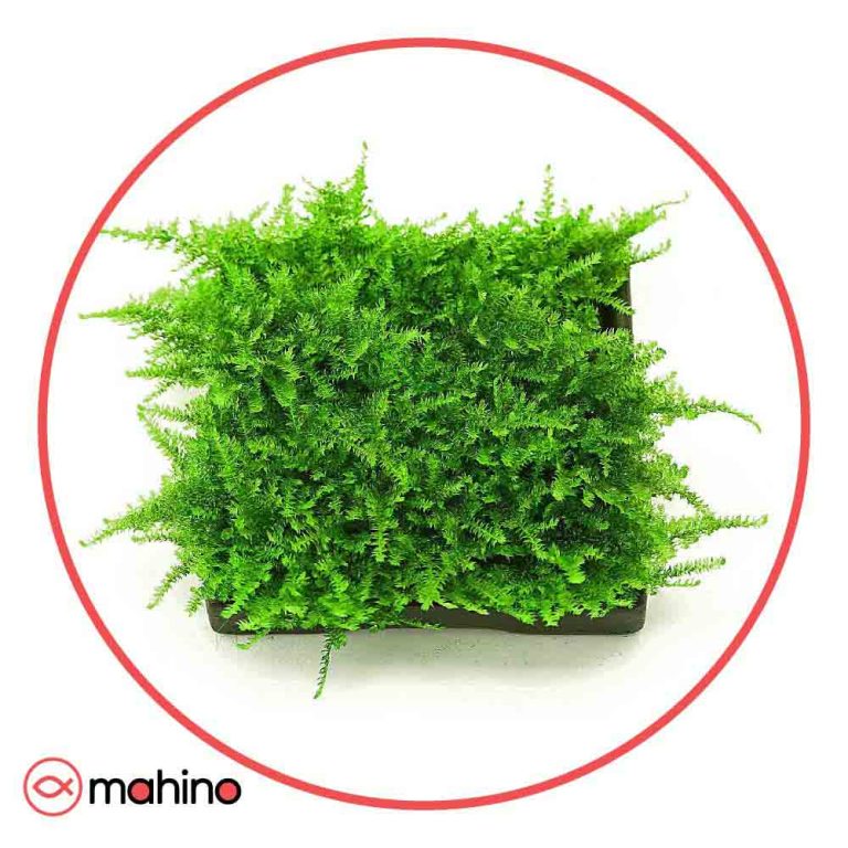 خزه آکواریومی کریسمس