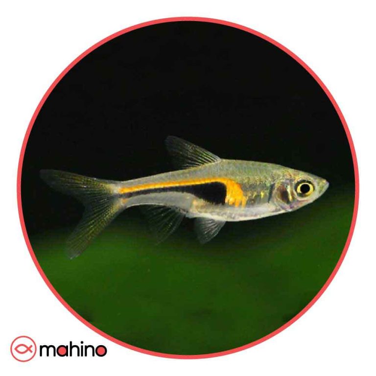 ماهی رازبورا هنکل