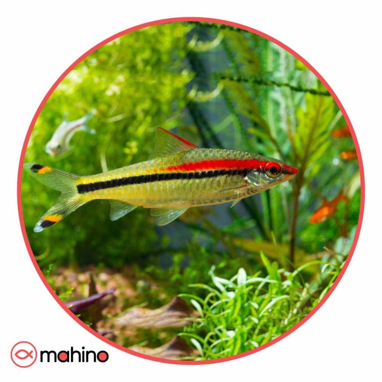 ماهی رد لاین