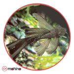 باله بلند مشکی