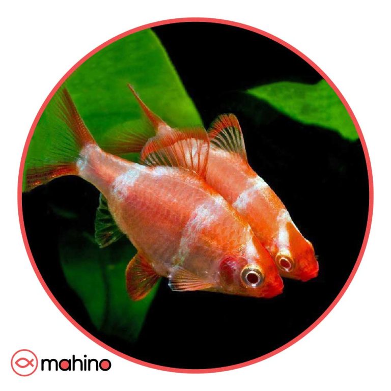 ماهی تایگر بارب آلبینو