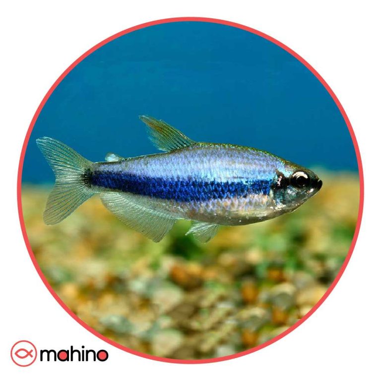 ماهی تترا امپراطور آبی