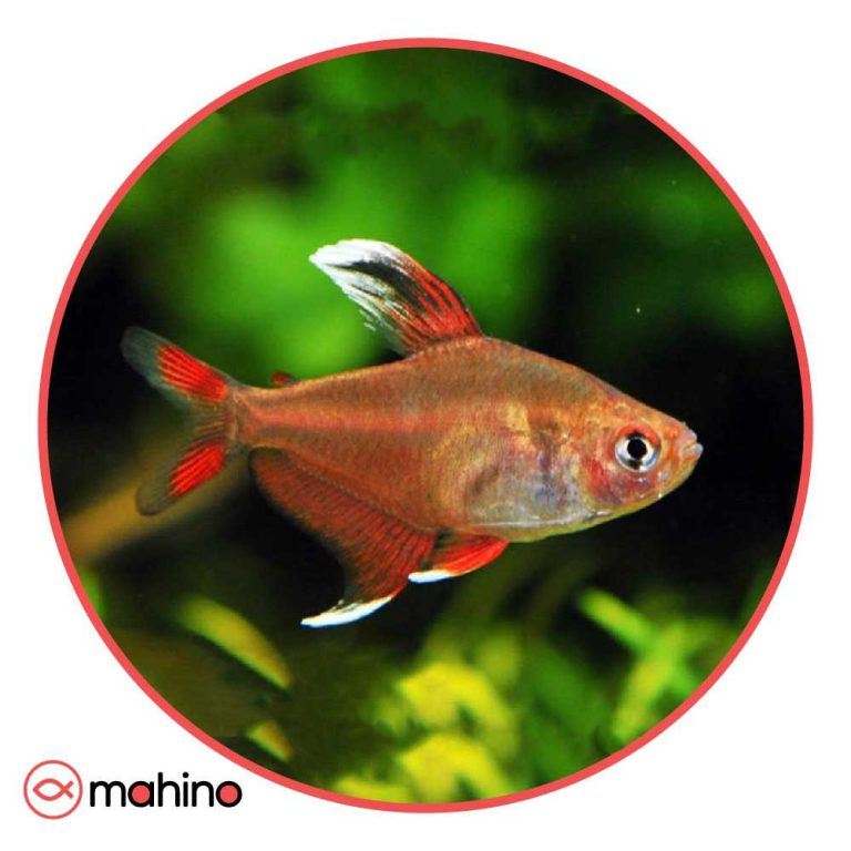 ماهی تترا رزی