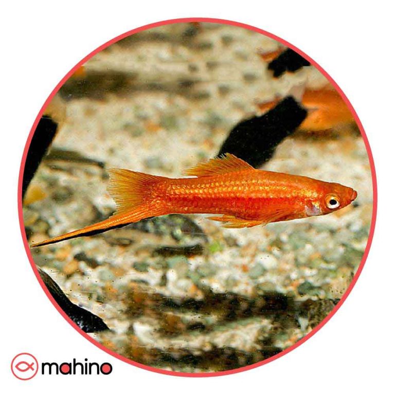 ماهی سواردتیل دم شمشیری نارنجی (جفت)