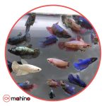 ماهی فایتر ماده
