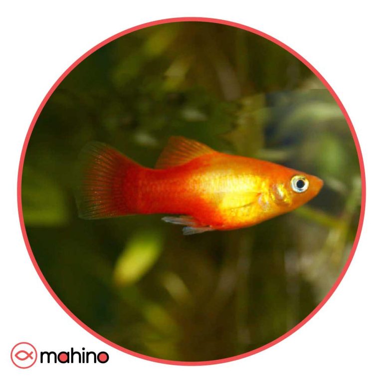 ماهی پلاتی سان ست (جفت)