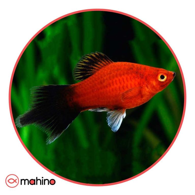 ماهی پلاتی قرمز دم مشکی (جفت)