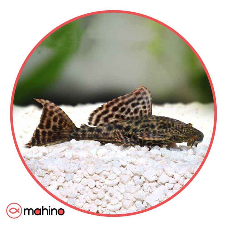 ماهی کت اسپرت