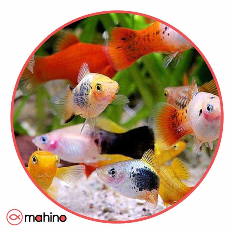 پک ماهی پلاتی میکس 10عددی