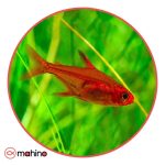 ماهی تترا امبر