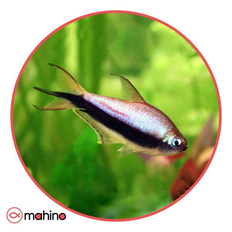 ماهی تترا امپراطور ارغوانی