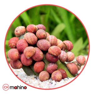 حلزون رد باتیک