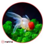 ماهی گلدفیش اوراندا ردکپ