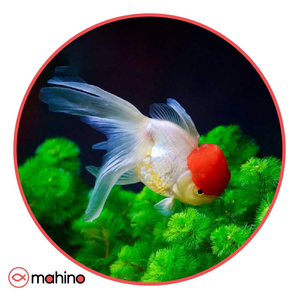 ماهی گلدفیش اوراندا ردکپ