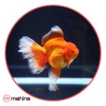 ماهی گلدفیش کله شیری