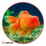 ماهی گلدفیش کله شیری