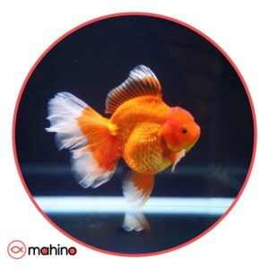 ماهی گلدفیش کله شیری