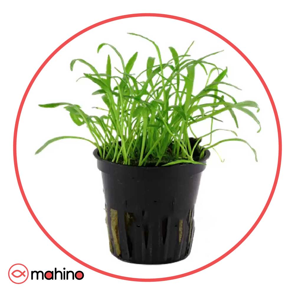 گیاه آکواریومی چمن ساژیتریا