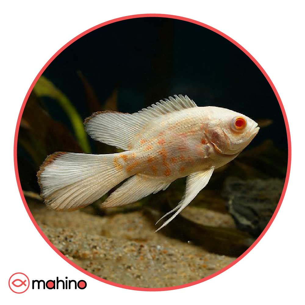 ماهی اسکار آلبینو باله بلند