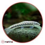 ماهی کت برنز مشکی