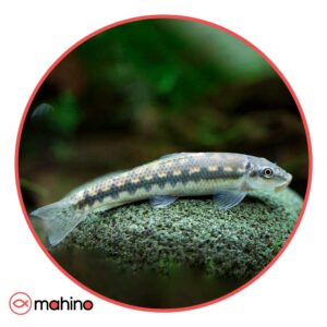 ماهی کت برنز مشکی