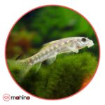 ماهی کت برنز مشکی