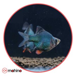 ماهی گرین بارب بالن