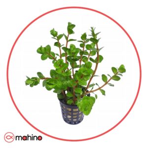 گیاه آکواریومی روتالا اسپی سیلون