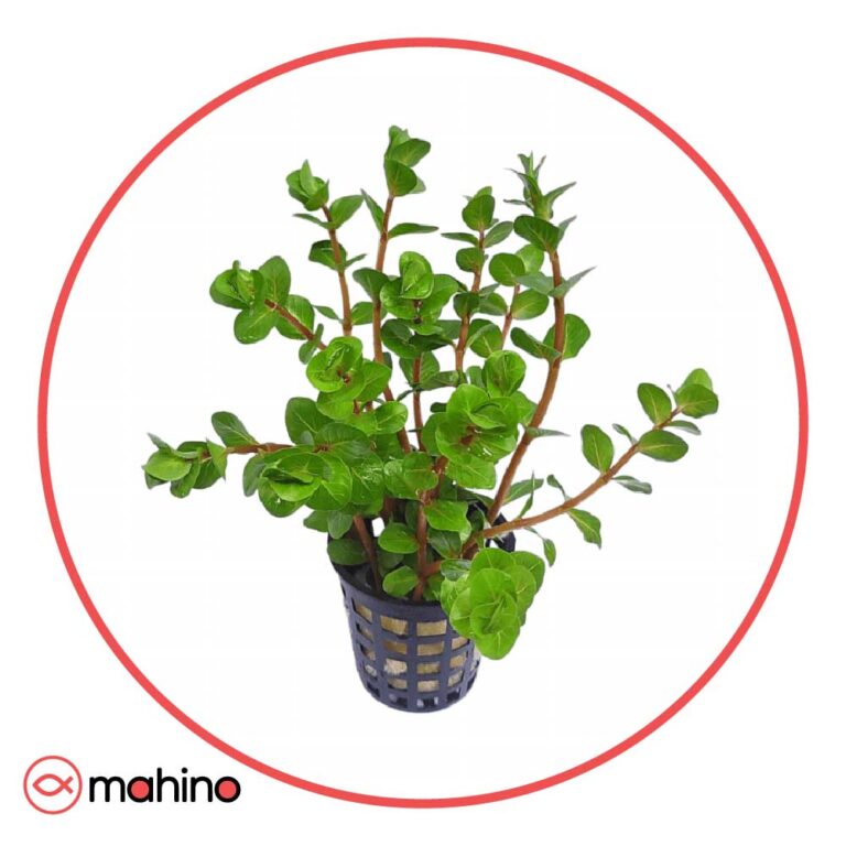 گیاه آکواریومی روتالا اسپی سیلون