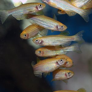 ماهی زبرا خوراک