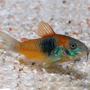 ماهی کوریدوراس ارنج ونزوئلا