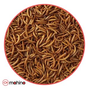 غذا ماهی کرم میلورم خشک