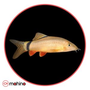 ماهی لوچ اسکانک