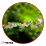 ماهی کوریدوراس ارنج ونزوئلا