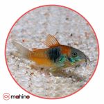 ماهی کوریدوراس ارنج ونزوئلا