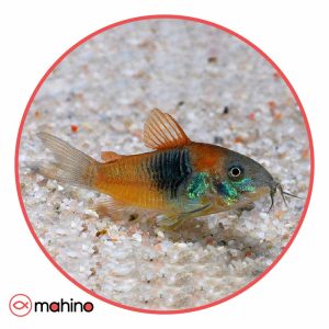 ماهی کوریدوراس ارنج ونزوئلا
